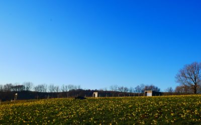 2 nouvelles greens ont poussé! Vive le printemps!