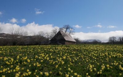 Les jonquilles sont là!